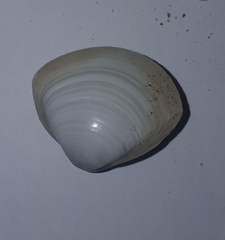 Mactra stultorum