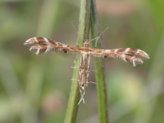 Oxyptilus