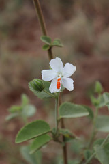 Hibiscus flavifolius