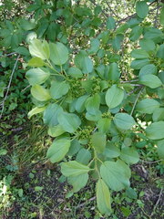 Rhamnus cathartica