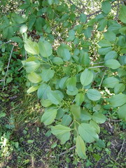 Rhamnus cathartica
