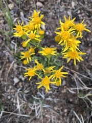 Packera tridenticulata