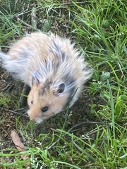 Mesocricetus auratus