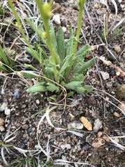 Packera tridenticulata