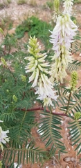 Astragalus racemosus