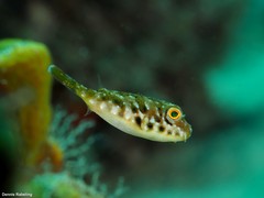 Sphoeroides marmoratus