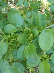 Rhamnus cathartica