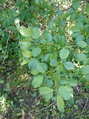 Rhamnus cathartica
