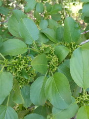 Rhamnus cathartica