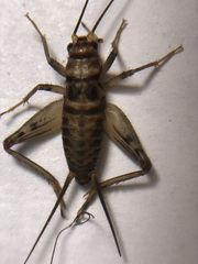 Gryllodes sigillatus