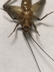Gryllodes sigillatus