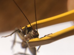 Gryllodes sigillatus