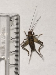 Gryllodes sigillatus