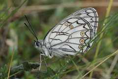 Melanargia arge