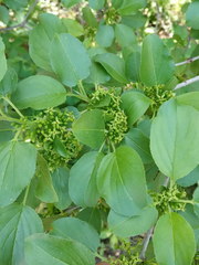 Rhamnus cathartica