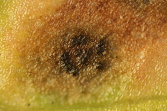 Venturia rumicis