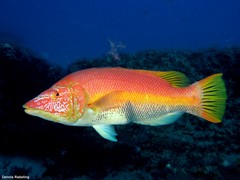 Bodianus scrofa