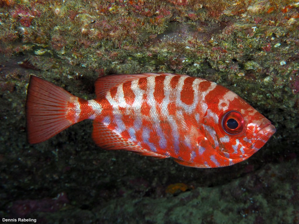 Bright Glasseye