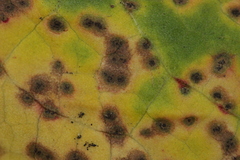 Venturia rumicis