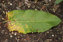 Venturia rumicis
