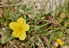 Linum campanulatum