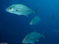 Seriola rivoliana