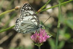 Melanargia arge