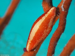 Simnia spelta
