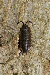 Porcellio monticola