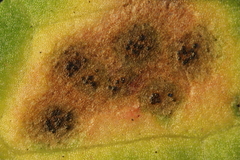 Venturia rumicis