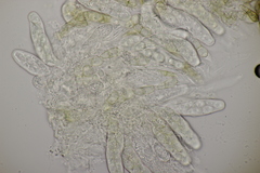Venturia rumicis