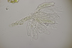 Venturia rumicis
