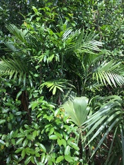 Chamaedorea seifrizii