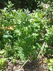 Artemisia vulgaris