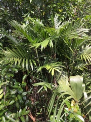 Chamaedorea seifrizii