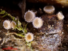Lasiobelonium variegatum