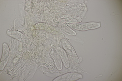 Venturia rumicis