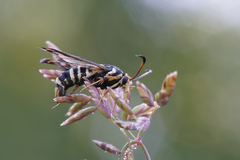 Bembecia ichneumoniformis