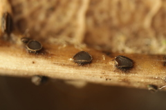 Pyrenopeziza petiolaris