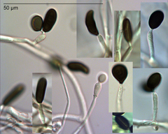 Apiospora sphaerosperma