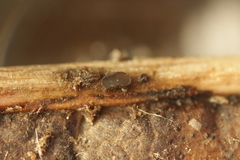 Pyrenopeziza petiolaris