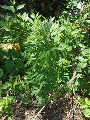 Artemisia vulgaris