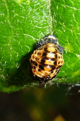 Coccinella