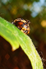 Coccinella