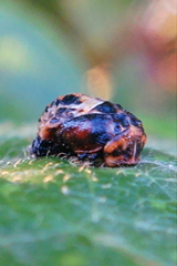 Coccinella