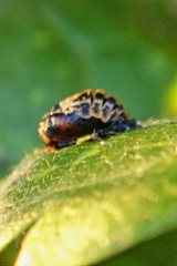 Coccinella