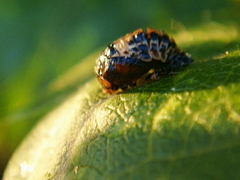 Coccinella