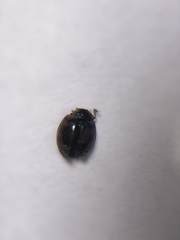 Harmonia axyridis