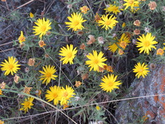 Heterotheca stenophylla