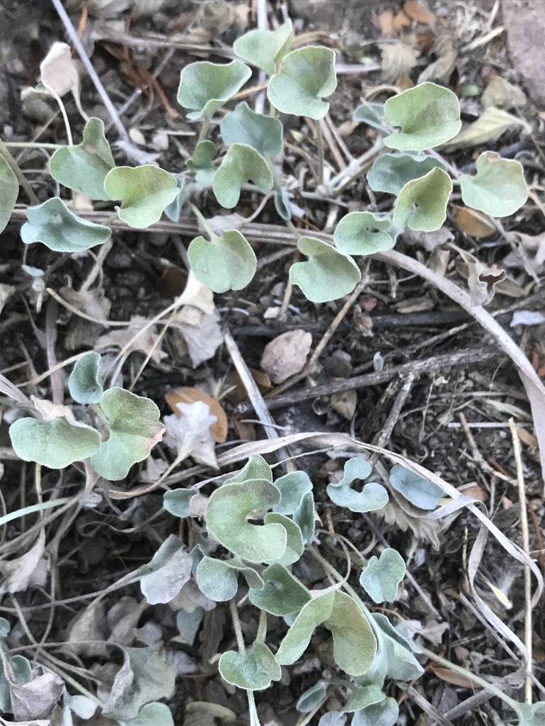 Dichondra argentea, Big Bend National Park, Brewster County, US-TX, US